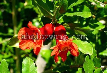 Pomagranate+flowers+12+June+04.jpg