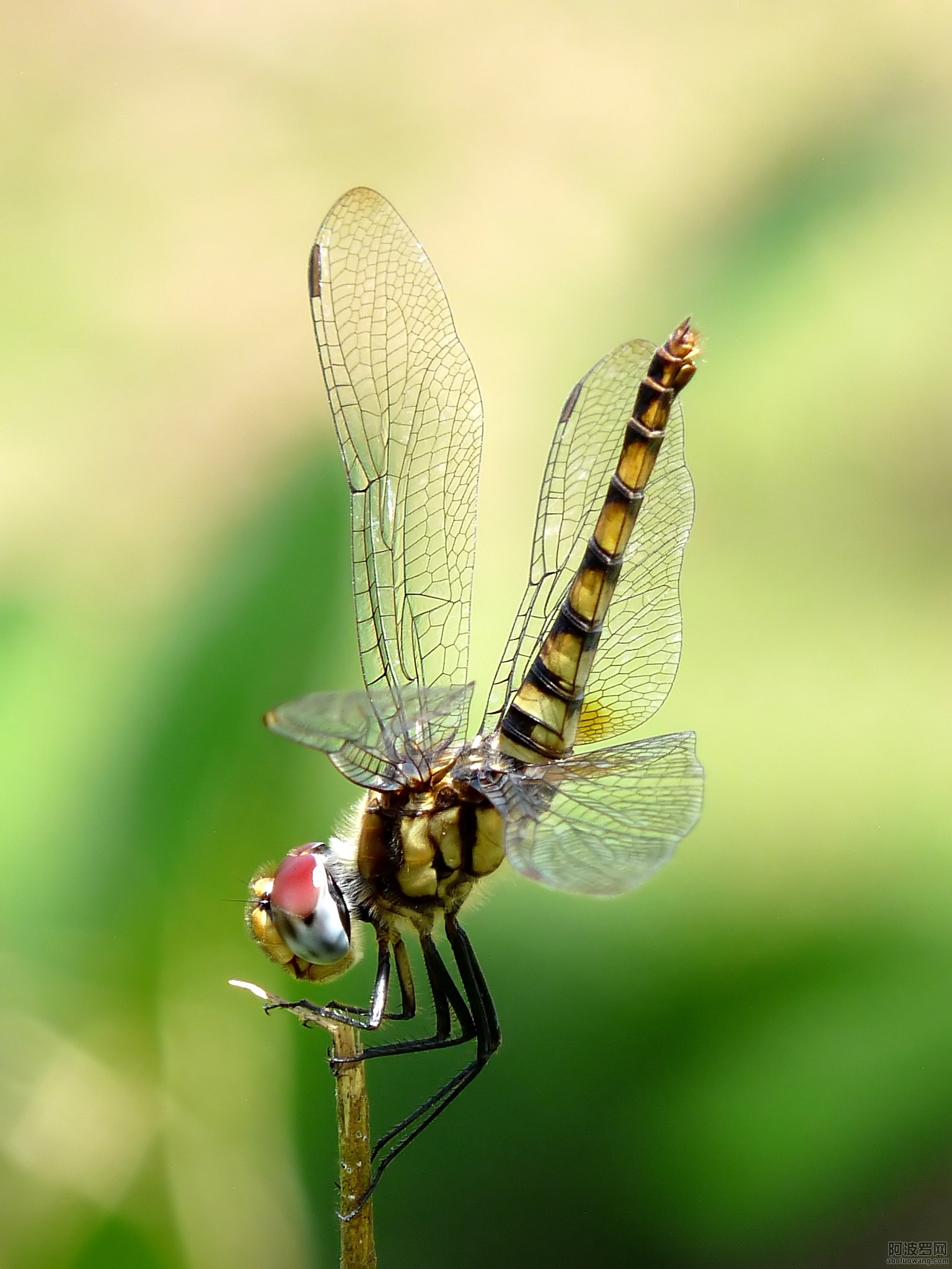 Greater_Crimson_Glider_Urothemis_signata_Female_by_Kadavoor.jpg