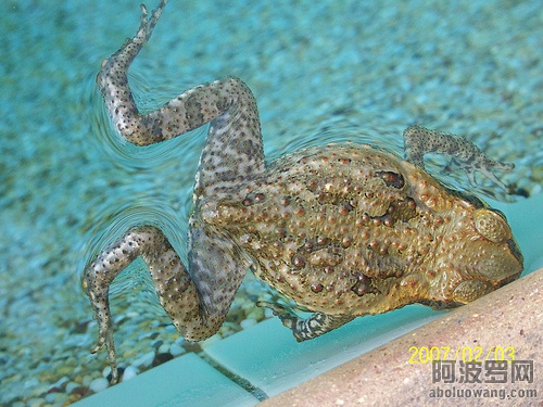 swimming pool toad 01.jpg