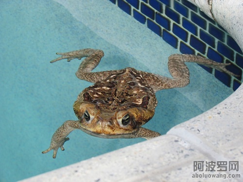 swimming pool toad 02.JPG