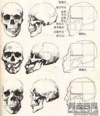 三大人种的颅骨比较1.jpg