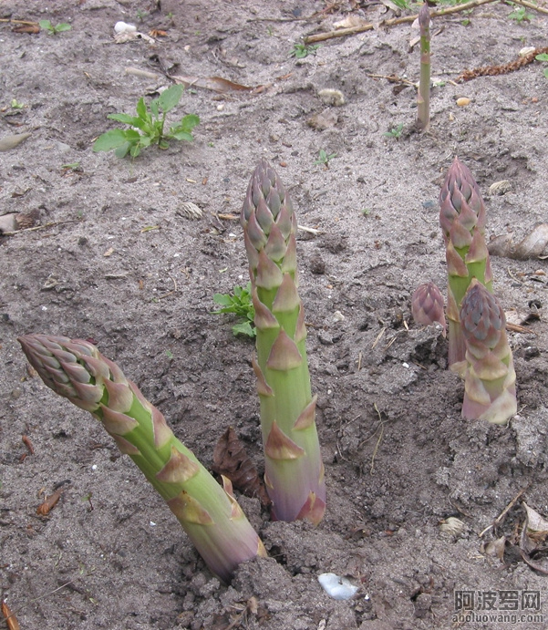 Asperges_Asparagus_officinalis.jpg