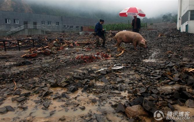 24日，泥石流冲走了村民的猪。27日，村民奇迹般找到幸存的猪.JPG