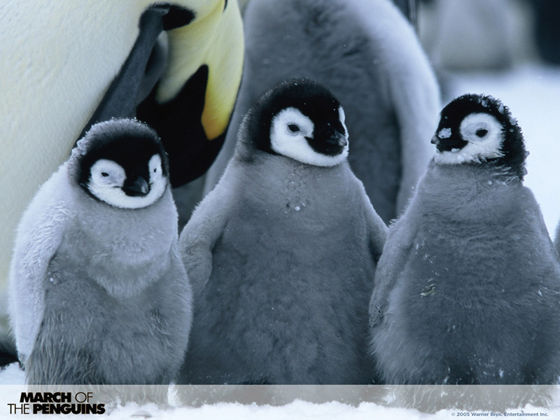 March of the Penguins 1 - 800x600.jpg