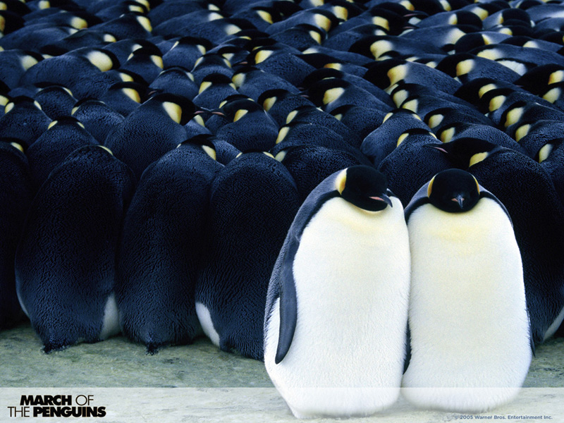 March of the Penguins 2 - 800x600.jpg