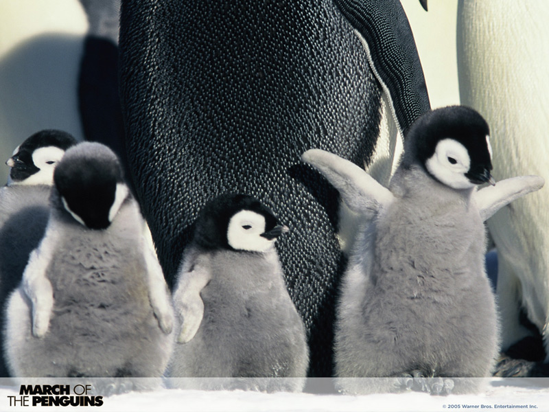 March of the Penguins 4 - 800x600.jpg