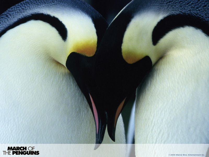 March of the Penguins 5 - 800x600.jpg